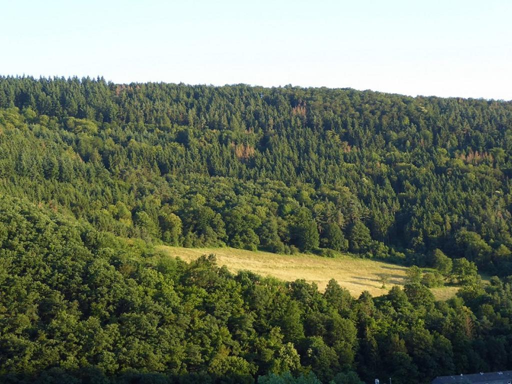 Ferienwohnung David Lorch am Rhein Zewnętrze zdjęcie